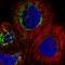 THAP Domain Containing 9 antibody, HPA037421, Atlas Antibodies, Immunocytochemistry image 