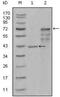 Chitinase 1 antibody, MA5-15482, Invitrogen Antibodies, Western Blot image 