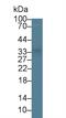 Tryptase Alpha/Beta 1 antibody, abx132093, Abbexa, Western Blot image 