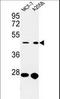 Cell Division Cycle 37 antibody, LS-C168590, Lifespan Biosciences, Western Blot image 