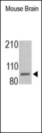 DISC1 Scaffold Protein antibody, 250625, Abbiotec, Western Blot image 