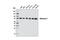 Mitofusin 2 antibody, 11925S, Cell Signaling Technology, Western Blot image 