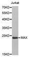 MYC Associated Factor X antibody, STJ113546, St John