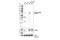 Calcium/Calmodulin Dependent Protein Kinase Kinase 2 antibody, 16737S, Cell Signaling Technology, Western Blot image 