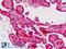 Cadherin 9 antibody, LS-B8996, Lifespan Biosciences, Immunohistochemistry paraffin image 