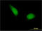 ETS Proto-Oncogene 1, Transcription Factor antibody, LS-C197162, Lifespan Biosciences, Immunofluorescence image 