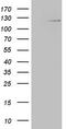 Ring Finger Protein 20 antibody, M03457-3, Boster Biological Technology, Western Blot image 