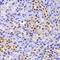 Eukaryotic Translation Initiation Factor 2 Alpha Kinase 4 antibody, 14-545, ProSci, Immunofluorescence image 