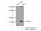 ADP Ribosylation Factor 1 antibody, 20226-1-AP, Proteintech Group, Immunoprecipitation image 