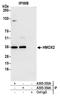 Heme Oxygenase 2 antibody, A305-353A, Bethyl Labs, Immunoprecipitation image 