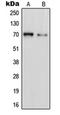 Polyamine Oxidase antibody, orb215394, Biorbyt, Western Blot image 