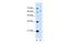 WSC Domain Containing 2 antibody, A16404, Boster Biological Technology, Western Blot image 