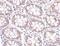 STEAP2 Metalloreductase antibody, NBP1-76823, Novus Biologicals, Immunohistochemistry frozen image 