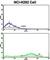 Fascin Actin-Bundling Protein 1 antibody, abx032965, Abbexa, Western Blot image 