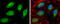 Telomere-associated protein RIF1 antibody, GTX131787, GeneTex, Immunofluorescence image 