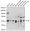 BUB3 Mitotic Checkpoint Protein antibody, GTX33047, GeneTex, Western Blot image 