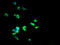 Solute Carrier Family 25 Member 40 antibody, A60966-100, Epigentek, Immunofluorescence image 