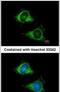 Matrix Metallopeptidase 28 antibody, PA5-30813, Invitrogen Antibodies, Immunofluorescence image 