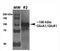 Glutamate Ionotropic Receptor AMPA Type Subunit 1 antibody, NBP2-22399, Novus Biologicals, Western Blot image 