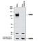 Trans-Golgi Network Protein 2 antibody, NBP1-49643, Novus Biologicals, Western Blot image 