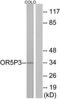 Olfactory Receptor Family 5 Subfamily P Member 3 antibody, TA316045, Origene, Western Blot image 