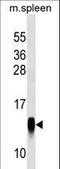 Crumbs Cell Polarity Complex Component 3 antibody, LS-C159403, Lifespan Biosciences, Western Blot image 