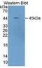 Calcium/Calmodulin Dependent Protein Kinase I antibody, LS-C663299, Lifespan Biosciences, Western Blot image 