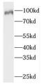 Nuclear valosin-containing protein-like antibody, FNab05939, FineTest, Western Blot image 