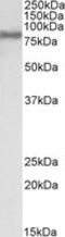 Acyl-CoA Synthetase Long Chain Family Member 4 antibody, MBS420959, MyBioSource, Western Blot image 