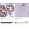 Codanin-1 antibody, NBP2-38473, Novus Biologicals, Immunohistochemistry paraffin image 