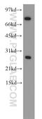 Chromobox 5 antibody, 11831-1-AP, Proteintech Group, Western Blot image 