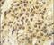 Lysine Acetyltransferase 8 antibody, PA5-11256, Invitrogen Antibodies, Immunohistochemistry frozen image 