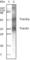 Tripartite Motif Containing 5 antibody, abx012281, Abbexa, Western Blot image 