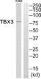 T-box transcription factor TBX3 antibody, abx015150, Abbexa, Western Blot image 