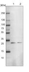 Mediator Complex Subunit 8 antibody, NBP1-89015, Novus Biologicals, Western Blot image 