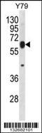 Ring Finger Protein 180 antibody, 56-708, ProSci, Western Blot image 