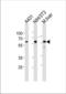 Heat Shock Protein Family D (Hsp60) Member 1 antibody, TA324747, Origene, Western Blot image 
