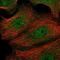 Prominin 2 antibody, NBP2-38032, Novus Biologicals, Immunofluorescence image 