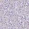 Zinc Finger Protein 627 antibody, NBP2-31893, Novus Biologicals, Immunohistochemistry frozen image 