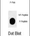 Proopiomelanocortin antibody, abx032093, Abbexa, Dot Blot image 
