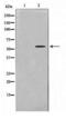 AarF Domain Containing Kinase 1 antibody, LS-C416162, Lifespan Biosciences, Western Blot image 