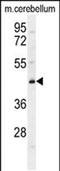 Cytochrome B5 Domain Containing 2 antibody, PA5-48159, Invitrogen Antibodies, Western Blot image 