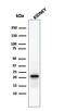 Ferritin Light Chain antibody, GTX34723, GeneTex, Western Blot image 