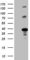 Lck Interacting Transmembrane Adaptor 1 antibody, CF807655, Origene, Western Blot image 