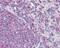 Actin Gamma 1 antibody, PA5-34667, Invitrogen Antibodies, Immunohistochemistry paraffin image 