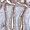 Angiotensin I Converting Enzyme 2 antibody, NBP2-59037, Novus Biologicals, Immunohistochemistry frozen image 