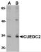 CUE Domain Containing 2 antibody, 4839, ProSci, Western Blot image 