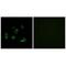 Autophagy Related 4C Cysteine Peptidase antibody, A09728-1, Boster Biological Technology, Immunofluorescence image 