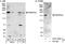 Pinin, Desmosome Associated Protein antibody, A301-022A, Bethyl Labs, Western Blot image 