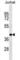 RNA Binding Motif Single Stranded Interacting Protein 2 antibody, abx028826, Abbexa, Western Blot image 